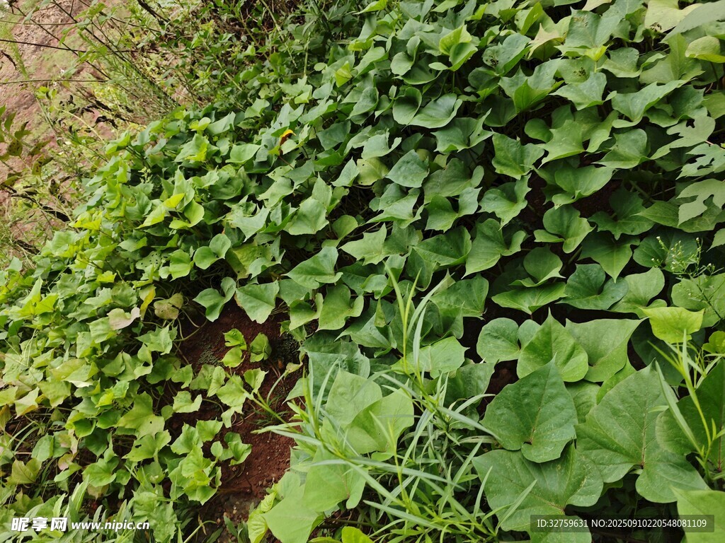 翠绿繁茂的蔓生植物