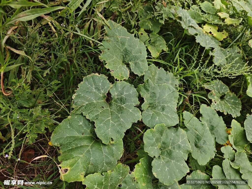绿叶植物特写