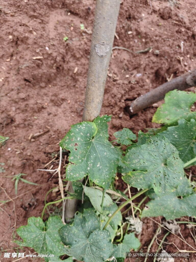 瓜苗扎根泥土茁壮成长