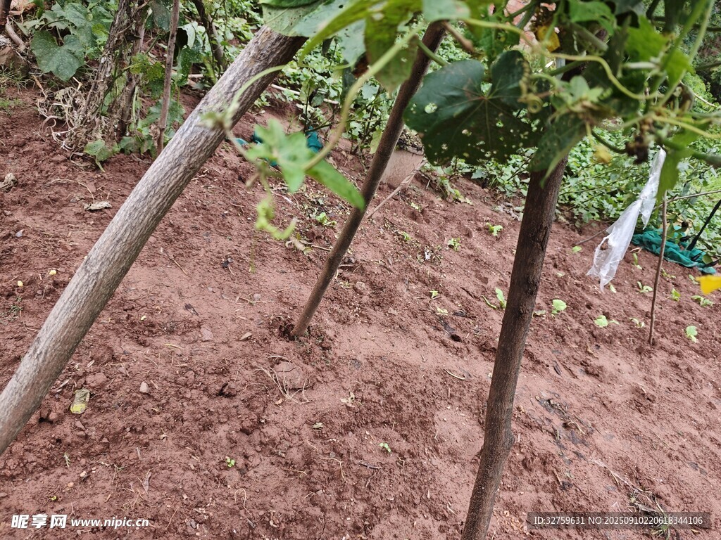 果园新植果树的泥土场景