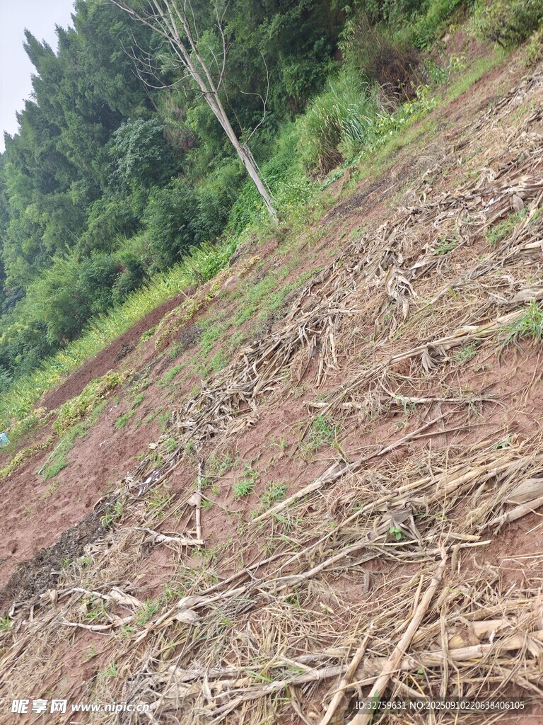 山坡上的残败植物景象