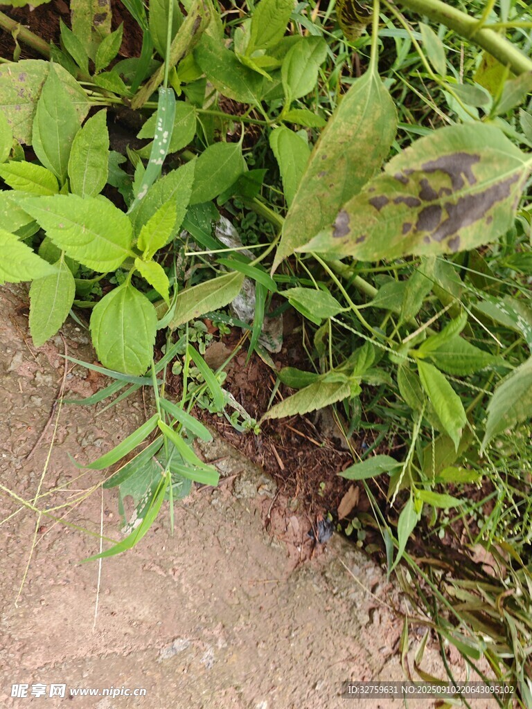 地面旁的绿色植物