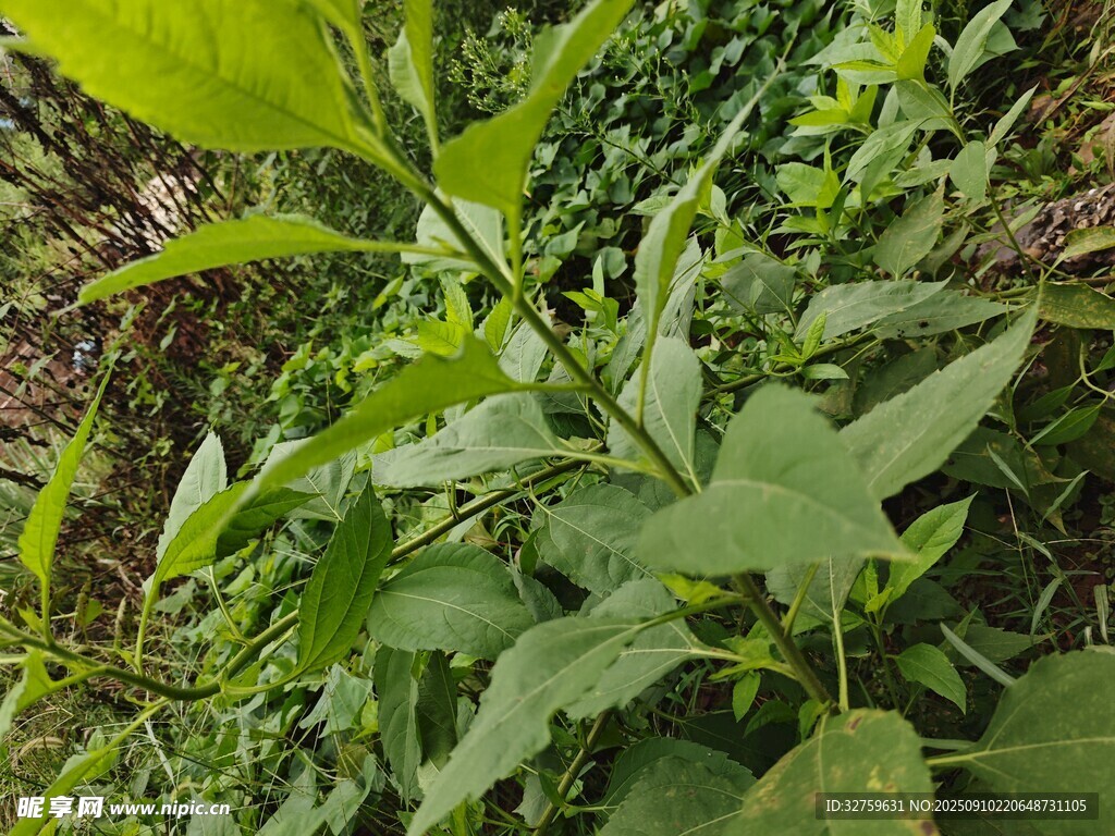 绿叶繁茂的植物景象
