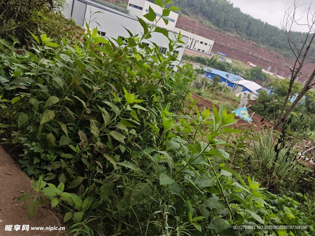 山坡绿植景观