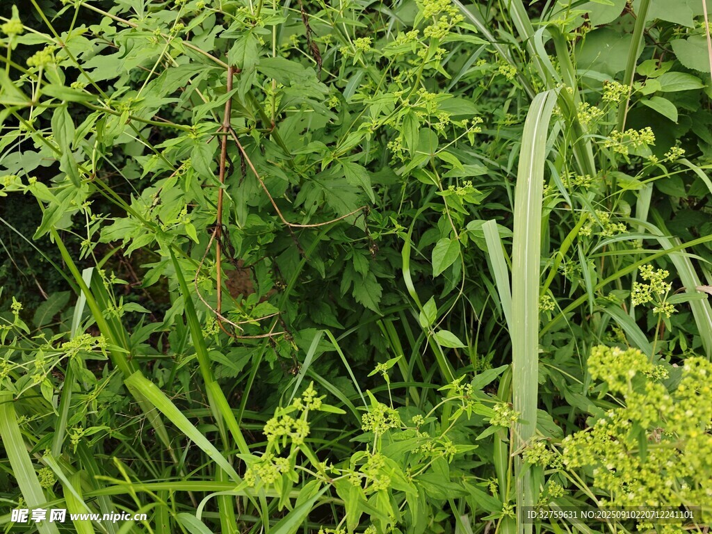 繁茂的绿色植物景观