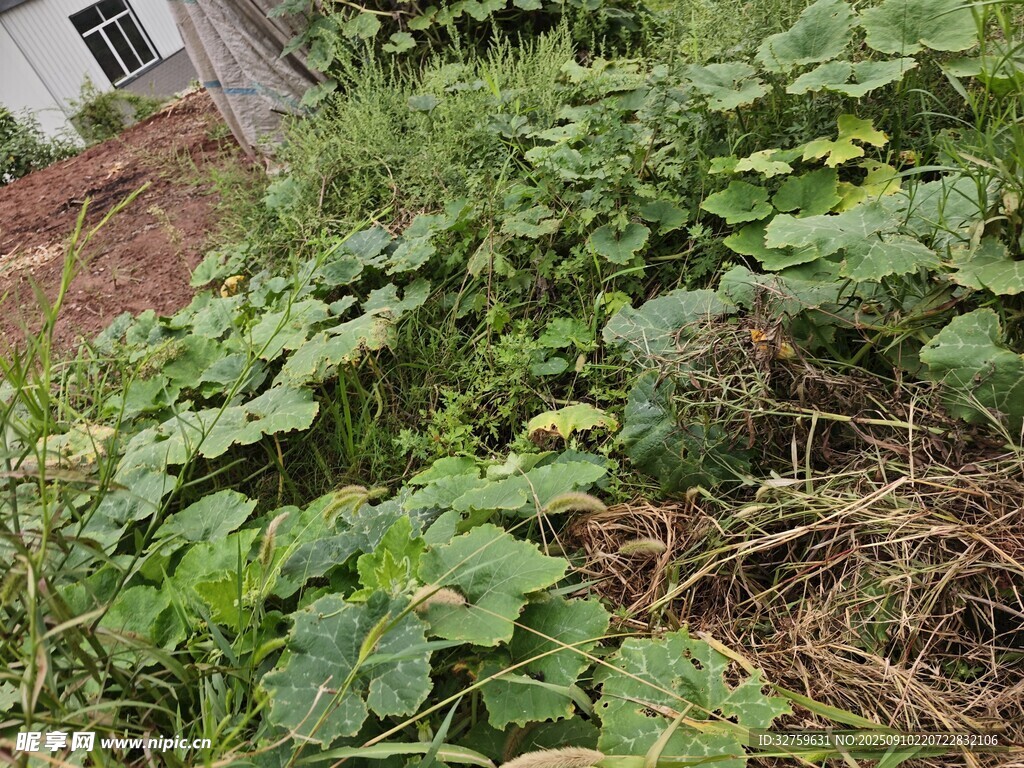 野外繁茂的绿色植物丛