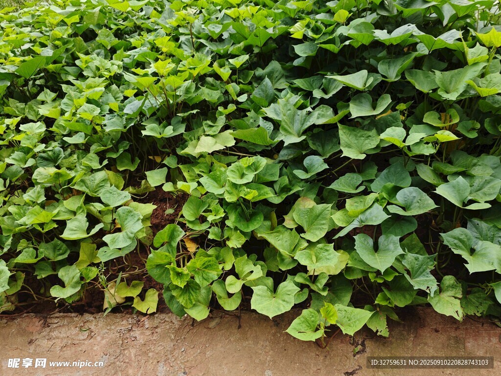 翠绿茂盛的地面绿植