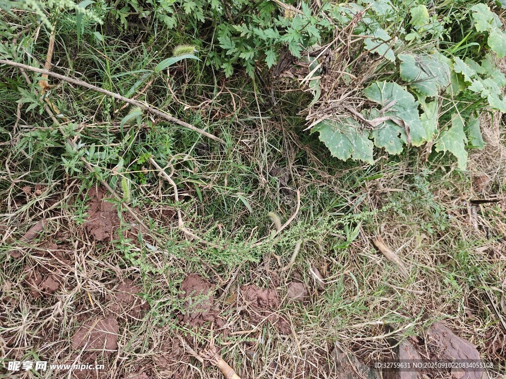 地面绿植与杂乱枝叶景象