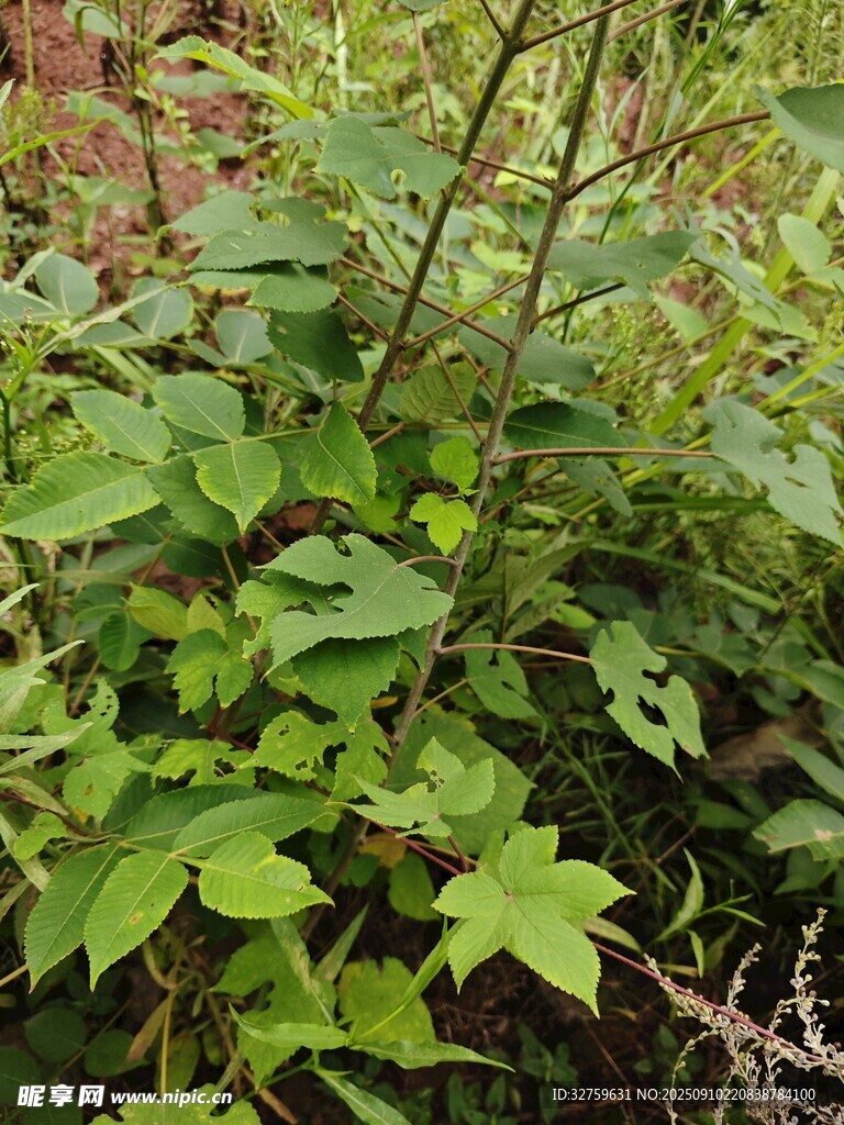 繁茂绿植