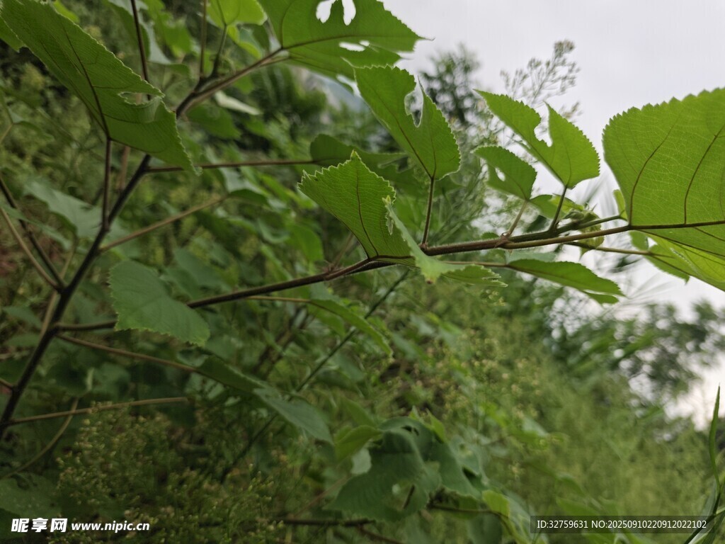 繁茂绿叶植物景象