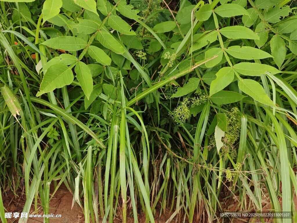 翠绿繁茂的植物叶片