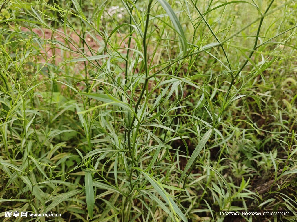 野外茂盛的绿色杂草