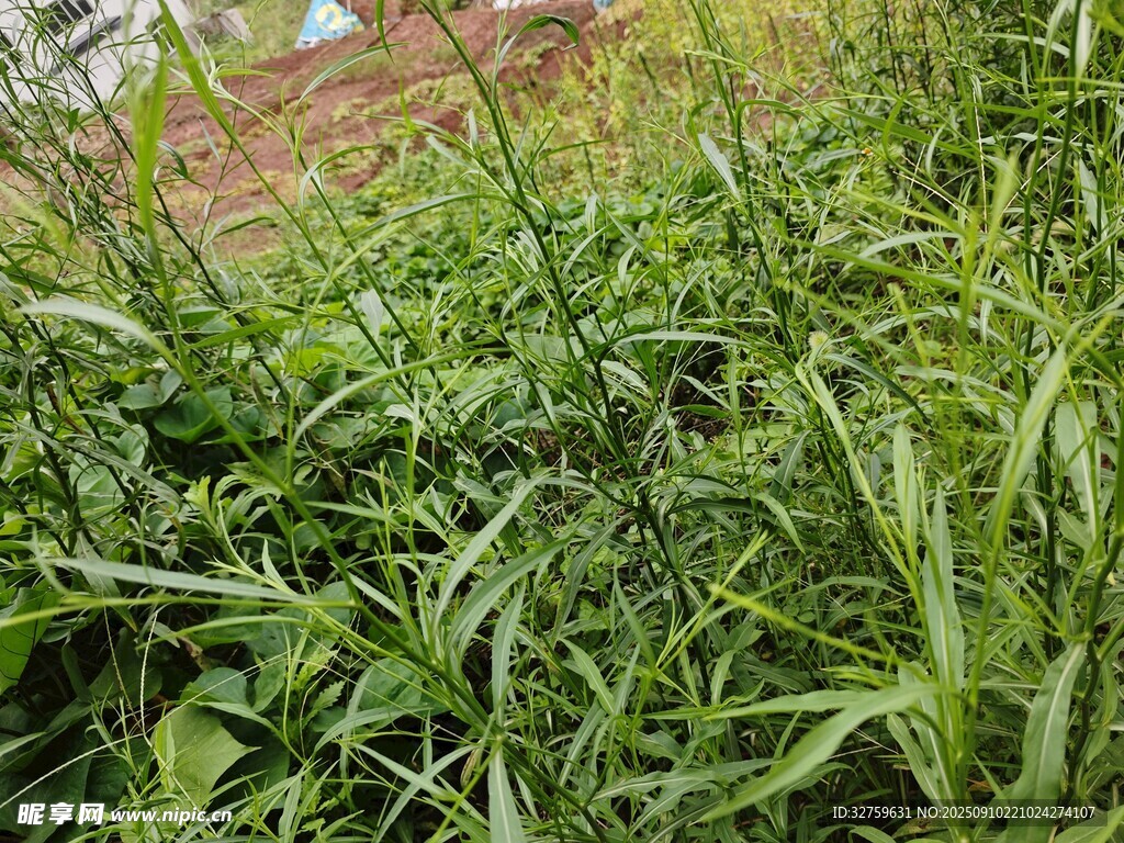 茂盛的绿色植物景观