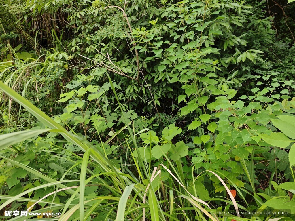 繁茂绿植