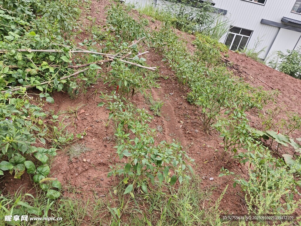 农田里的绿植与泥土景象