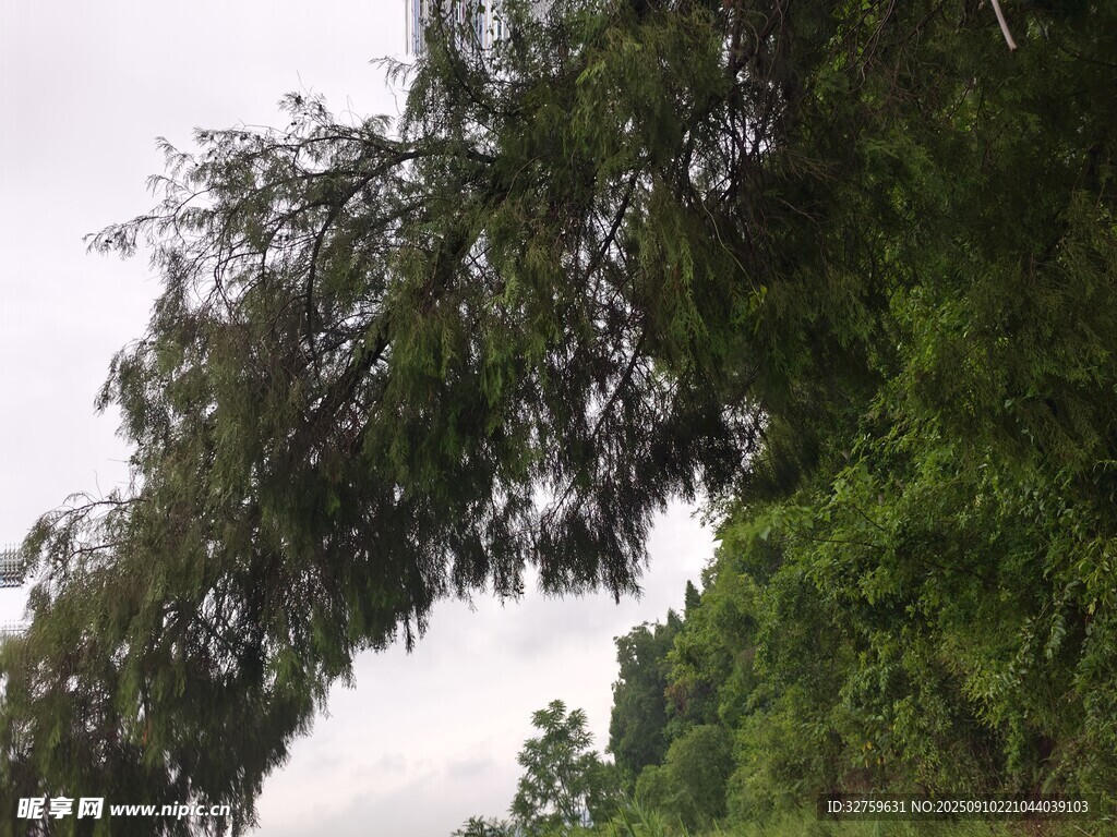 繁茂绿树 