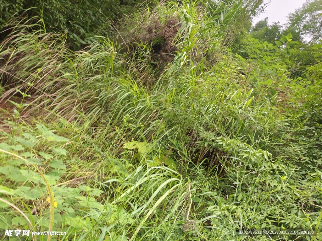 野外繁茂的绿色植物景观