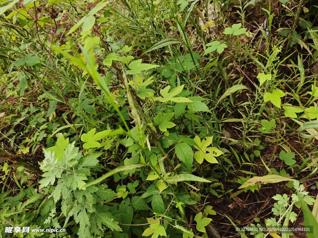 繁茂草地中的绿色植物