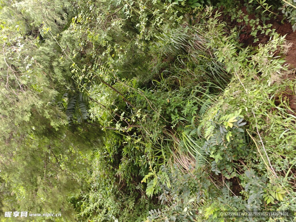 茂密绿植景观