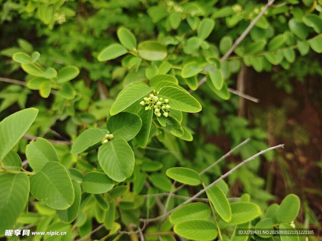 翠绿枝叶间的小花