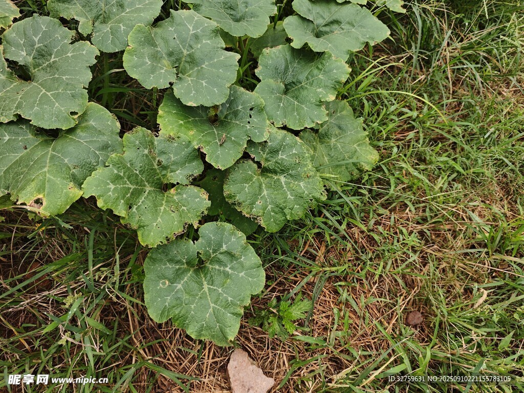 地面上的绿色瓜类植物叶片
