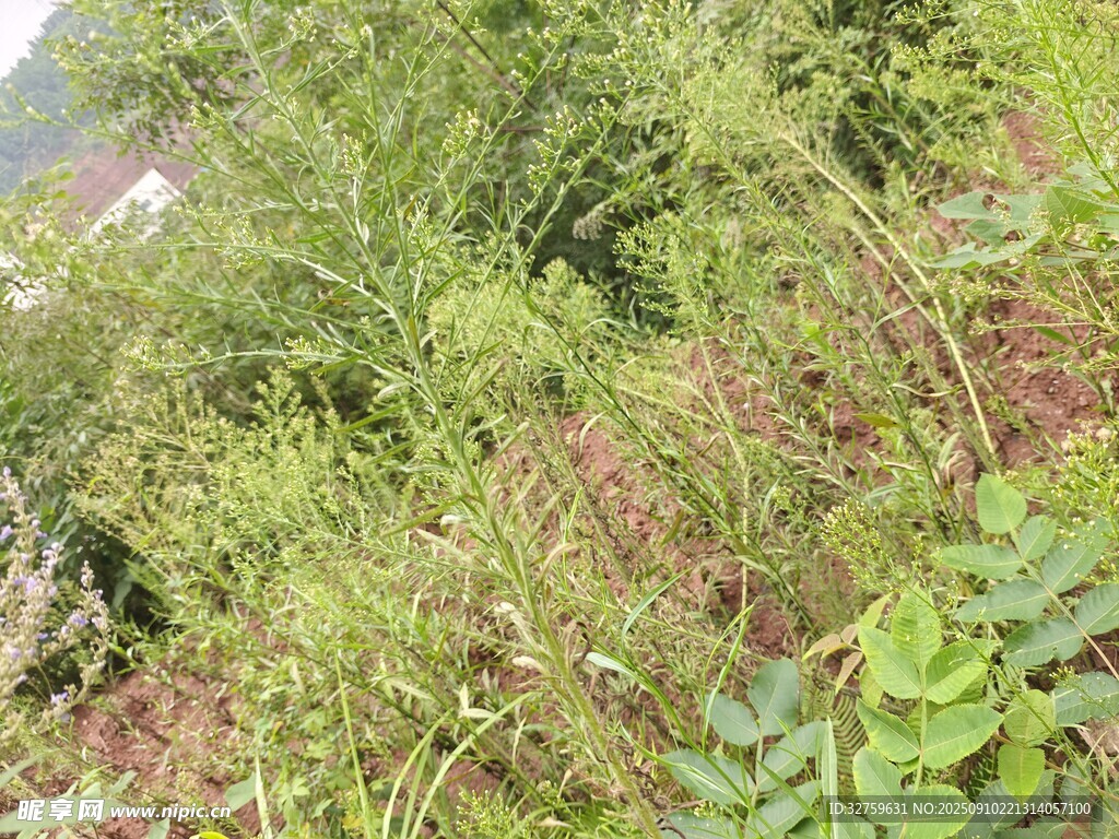 野外繁茂的绿色植物景观
