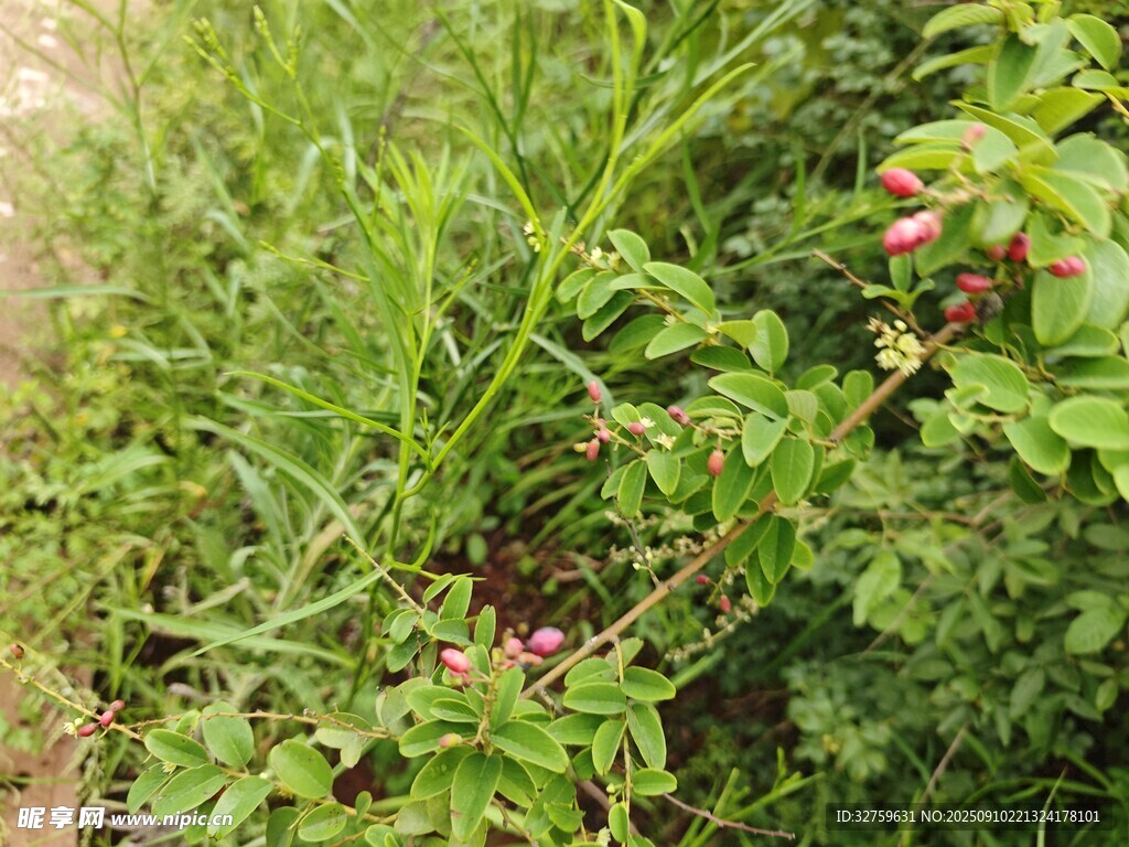 野外繁茂的绿色植物