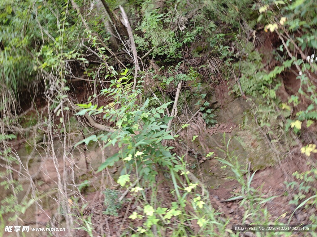 野外繁茂植物景象