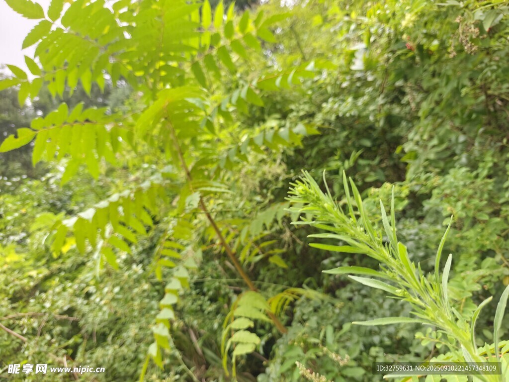 翠绿繁茂的多样植物景观