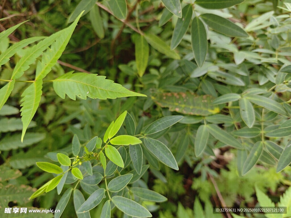 繁茂绿植 