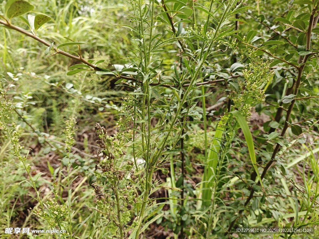 茂密绿植景观