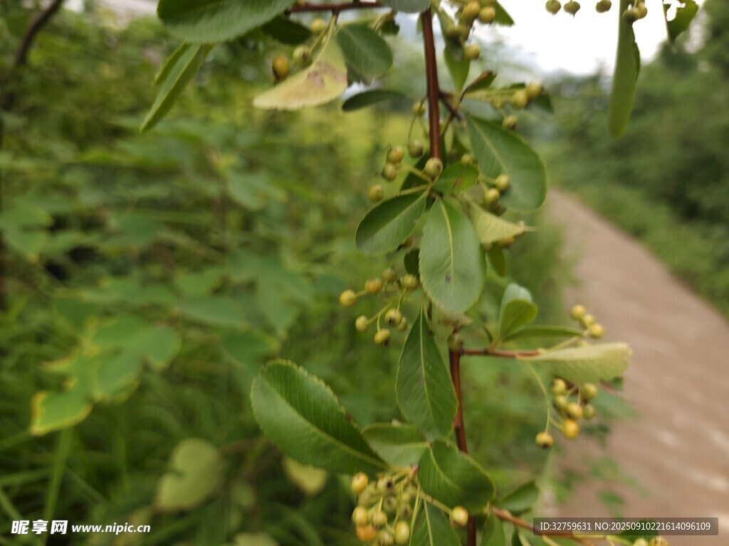 路边绿植绽放黄色小花