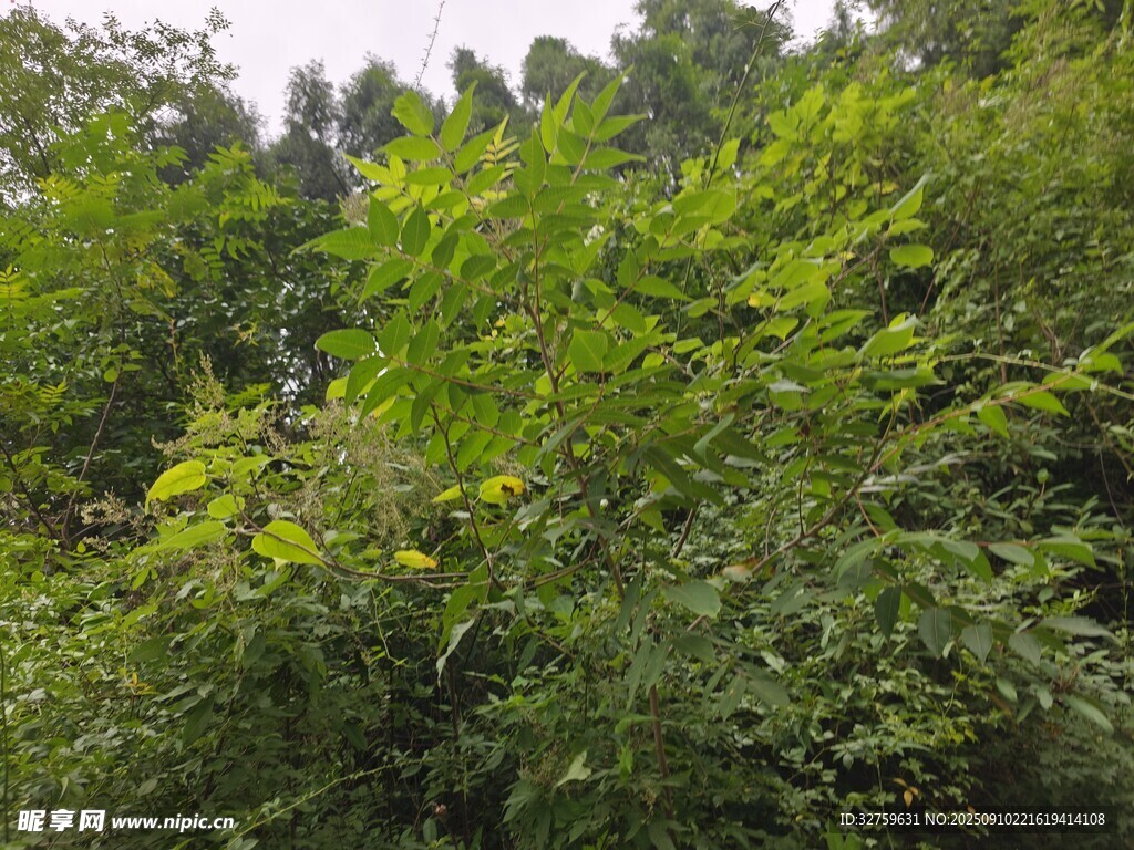 茂密绿植景观