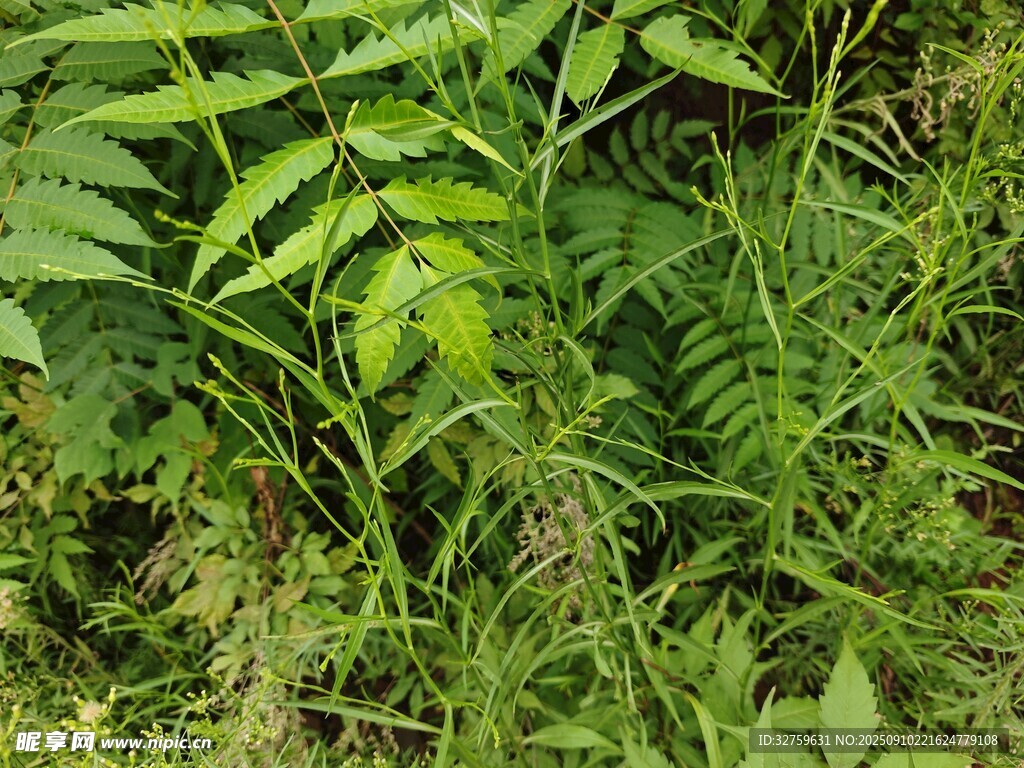 茂密的绿色蕨类植物
