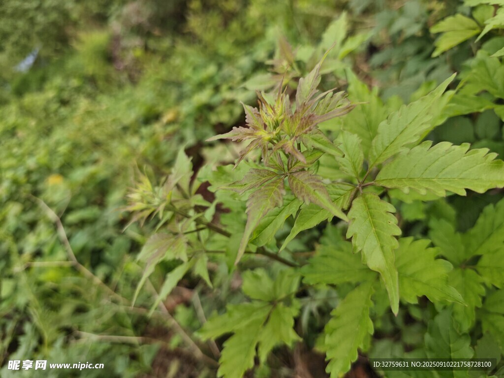 野外生长的绿色荨麻植物