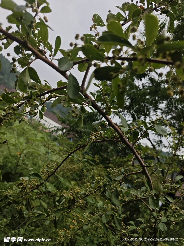 繁茂枝叶的绿色植物景观