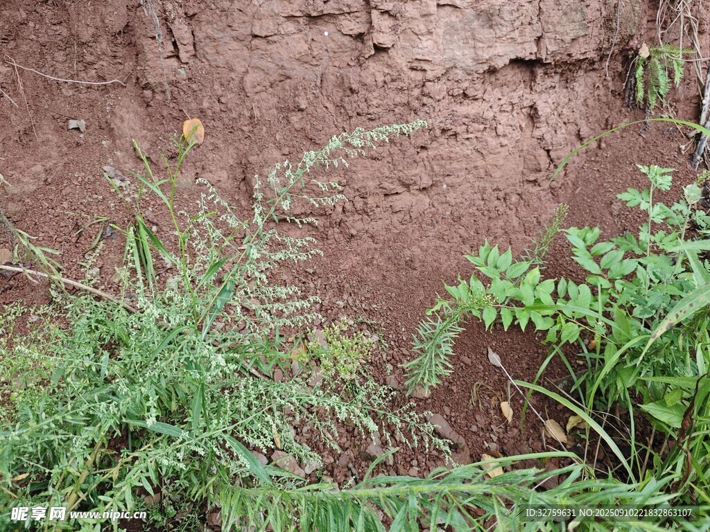 红土地上的绿色植物