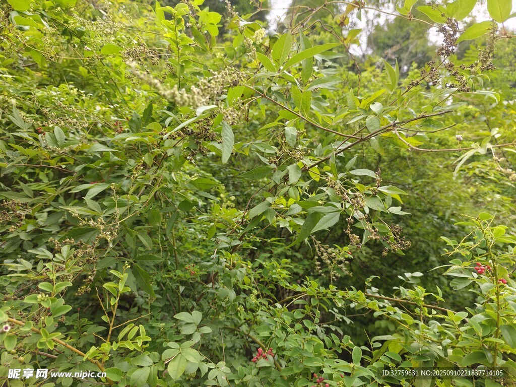 茂密绿植景观
