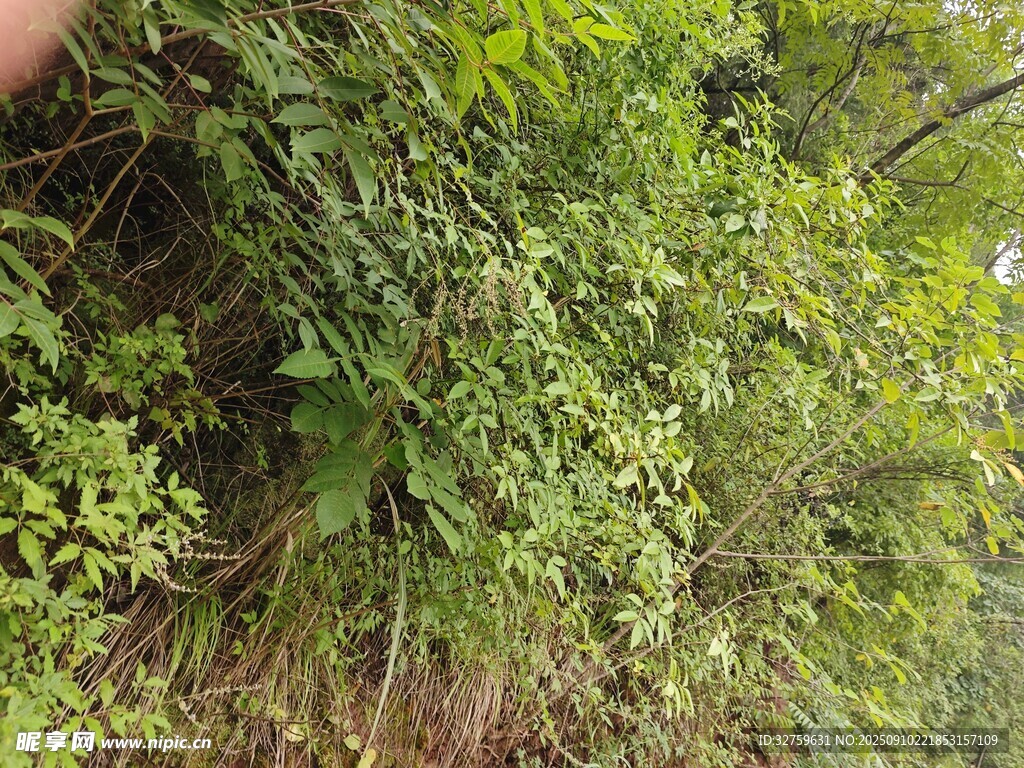 茂密绿植景观