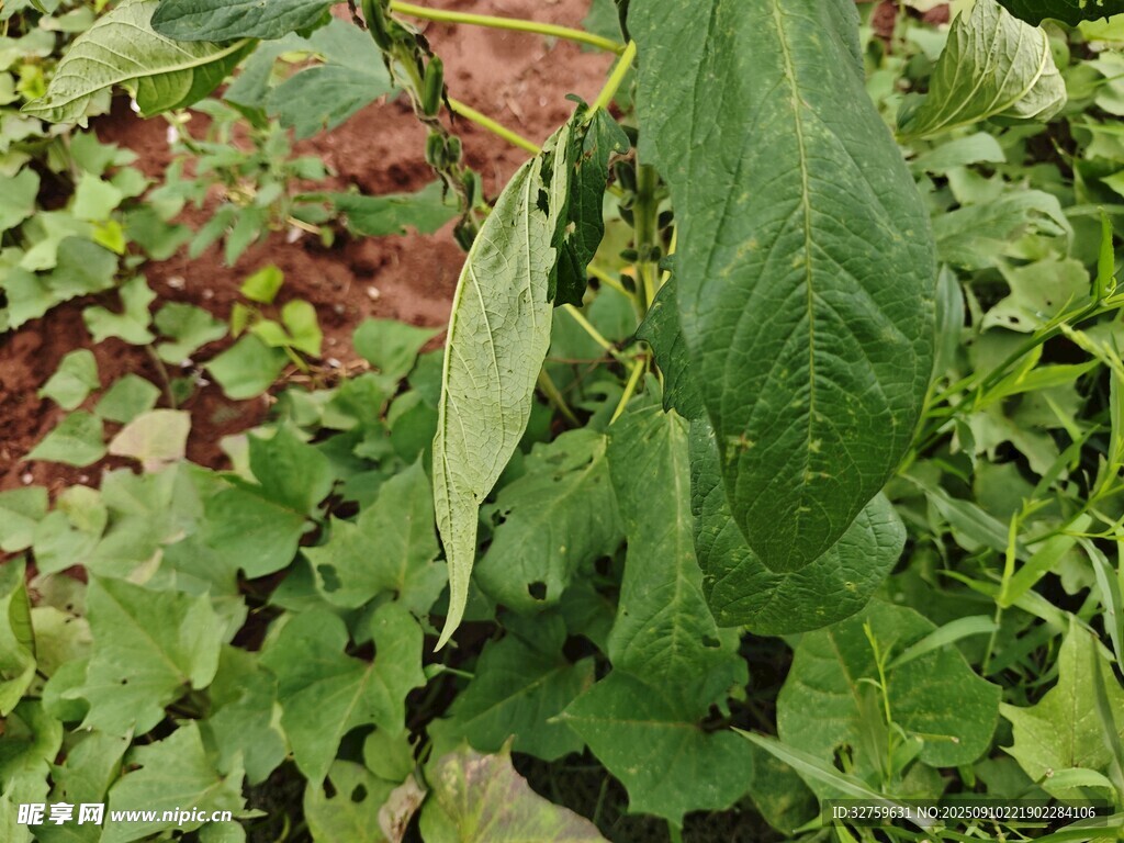 绿叶间的植物藤蔓