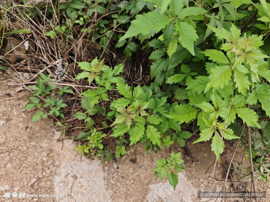 路边生长的繁茂绿色植物
