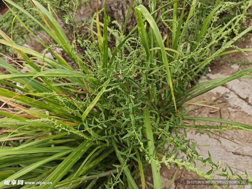 翠绿丛生野草特写