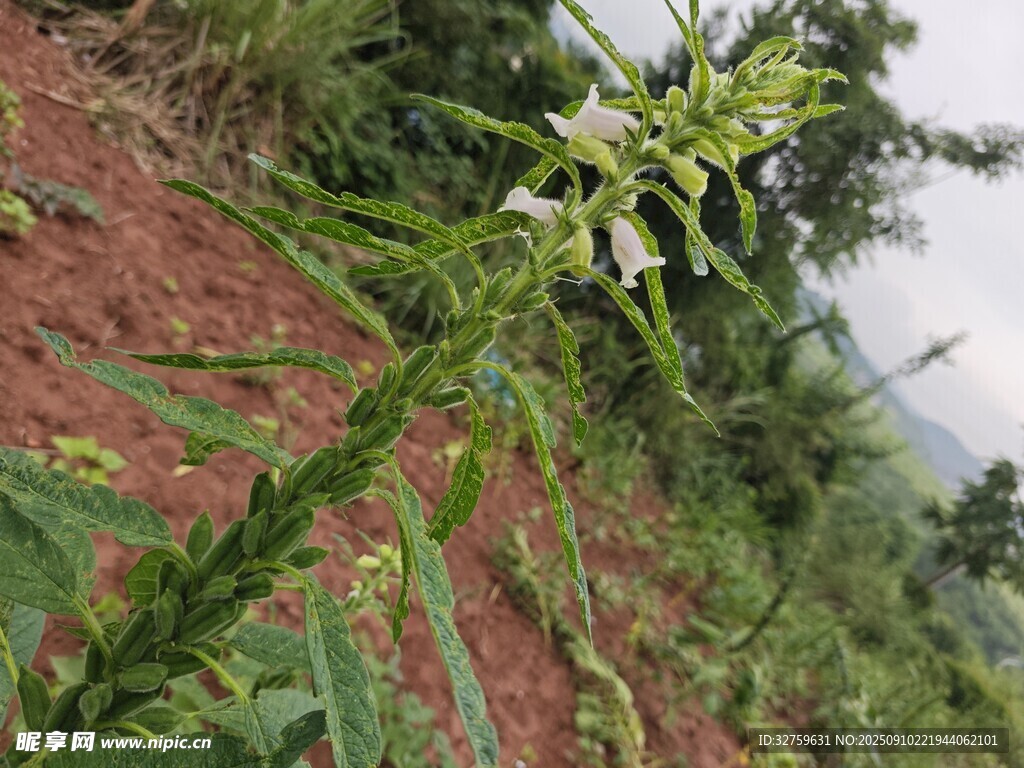 野外生长的带刺绿色植物