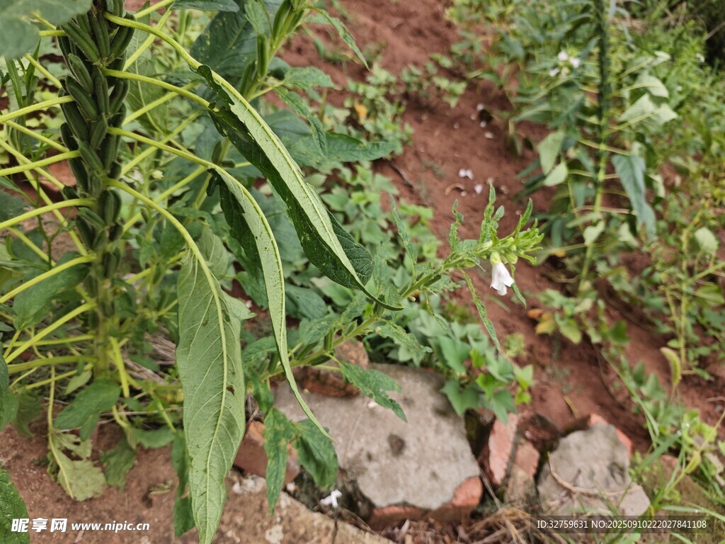 庭院中的绿植与石块
