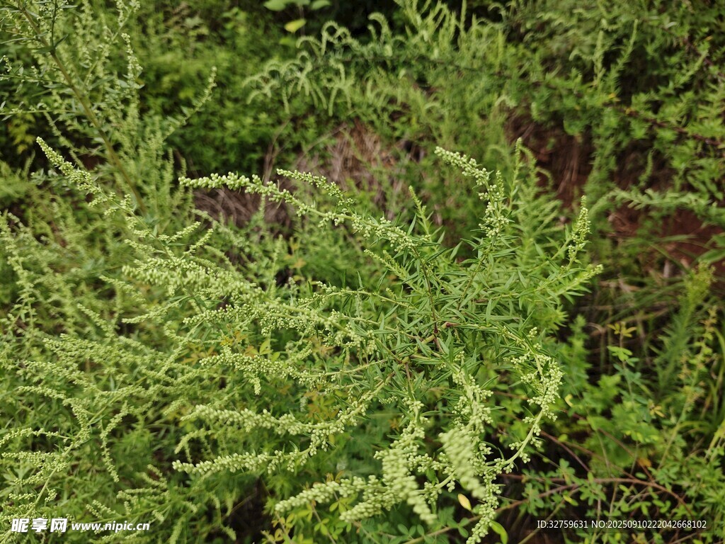 茂密绿植景象