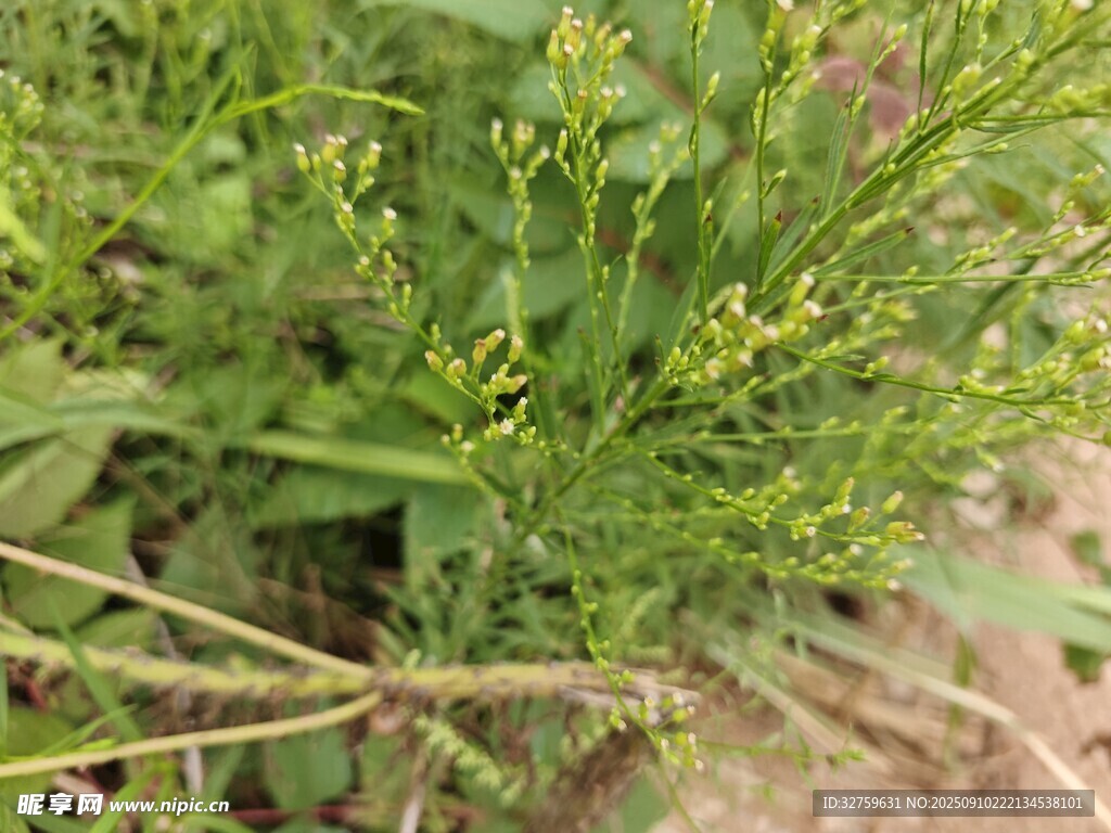 嫩绿野草生机勃勃
