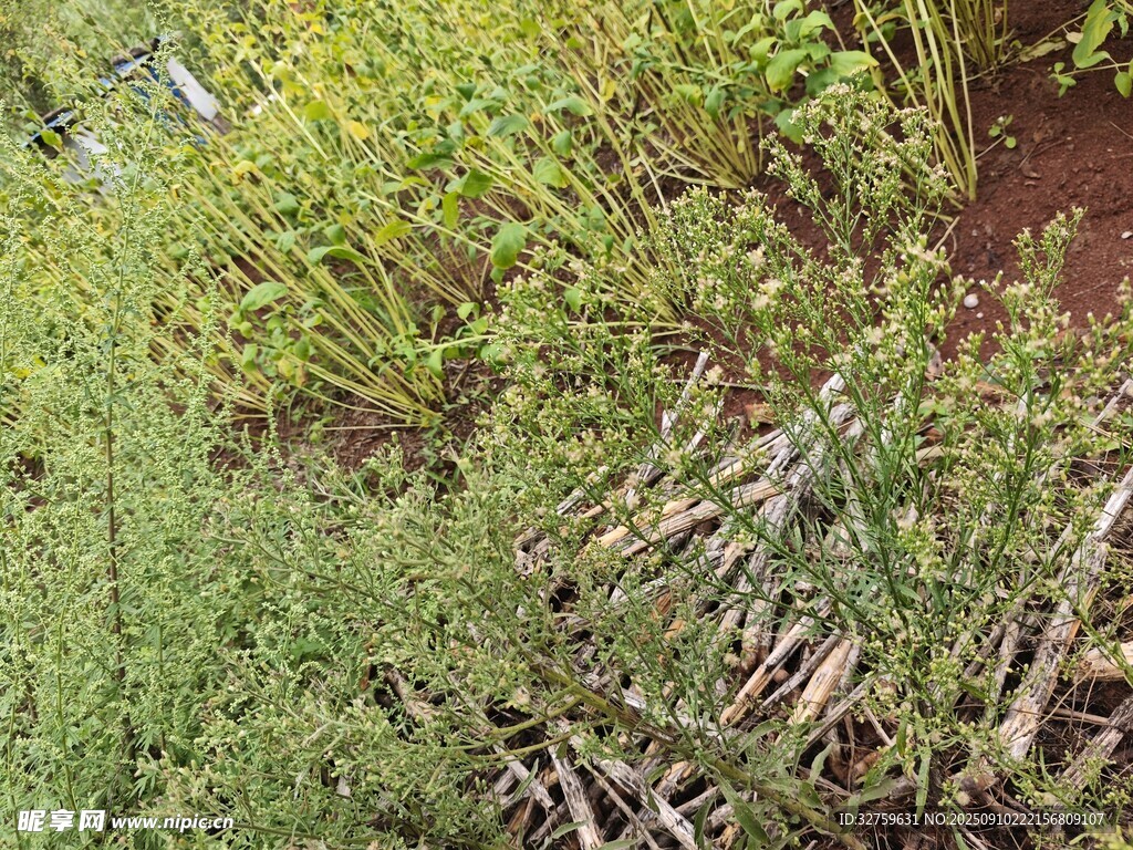 野外丛生的绿色植物