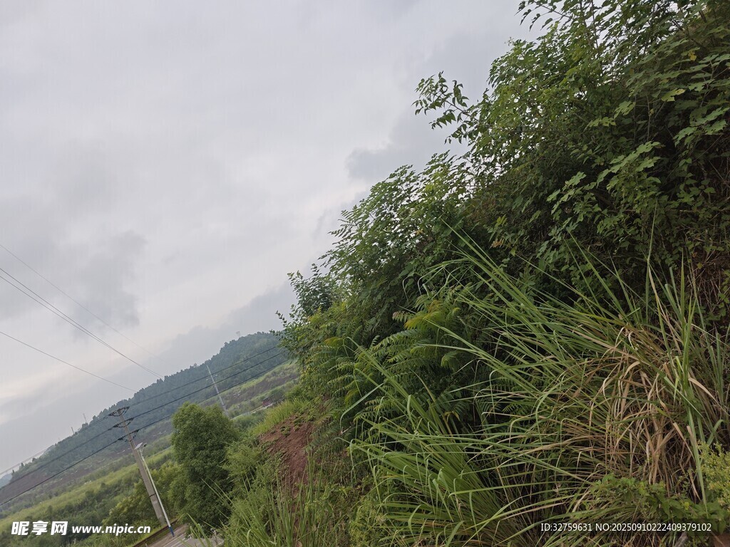 山间繁茂绿植风景
