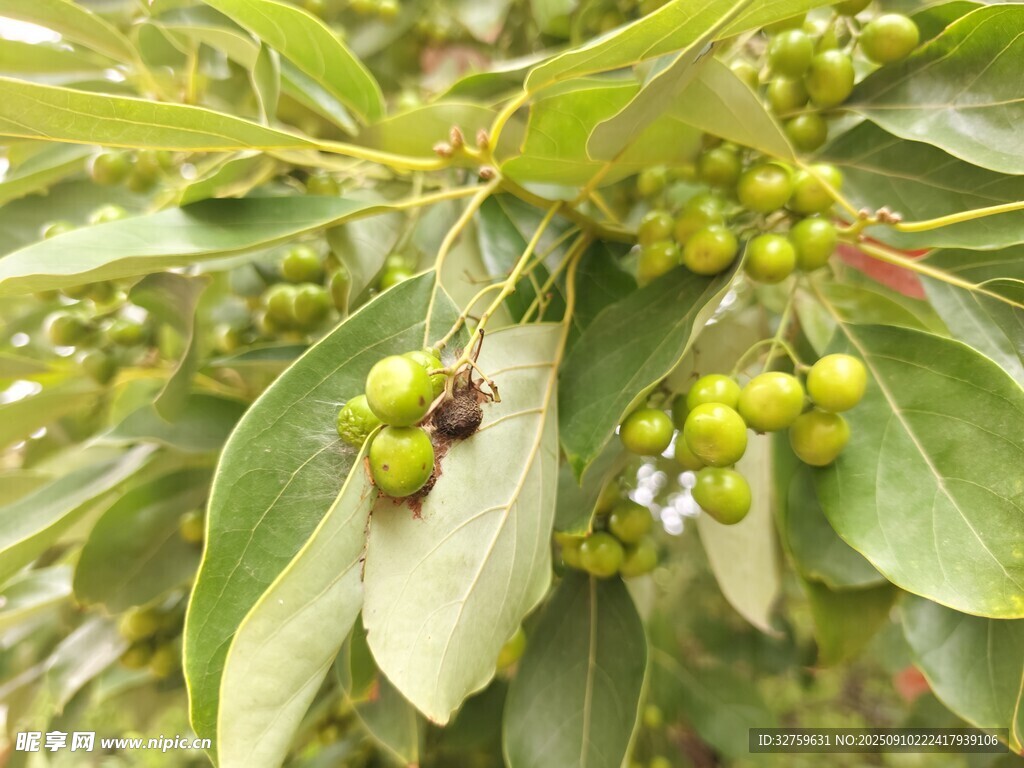 绿叶间的青花椒果实