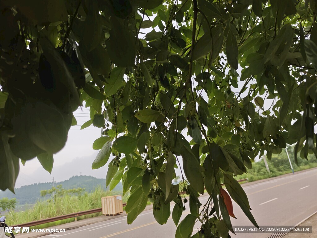 透过枝叶看远方道路